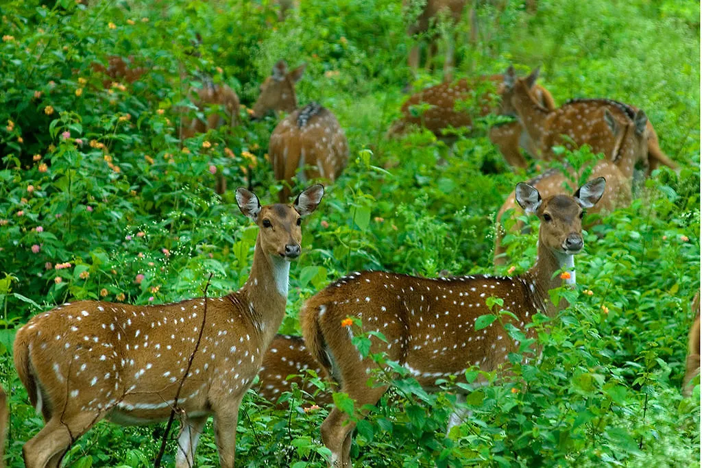 Vythiri Resort 4*,  Indien