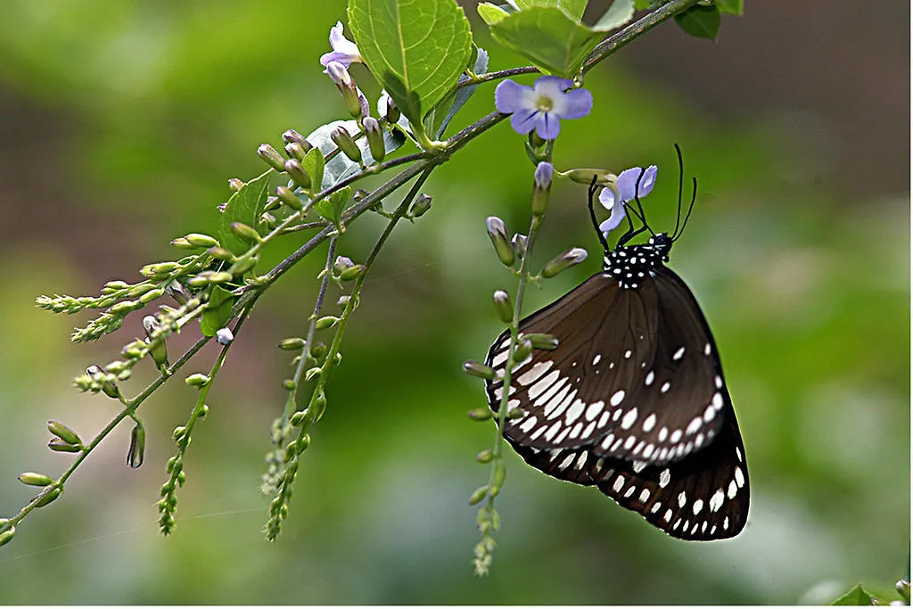 Vythiri Resort