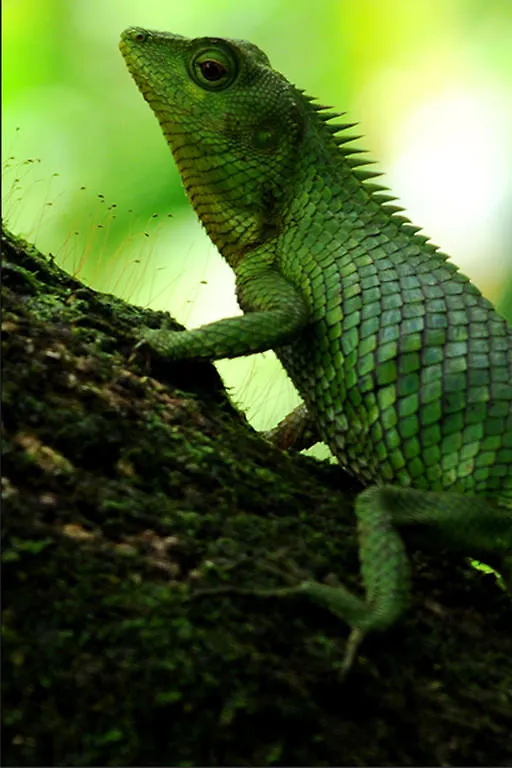 Vythiri Resort