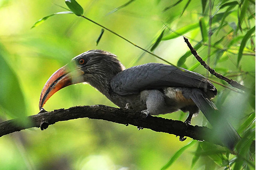 Vythiri Resort