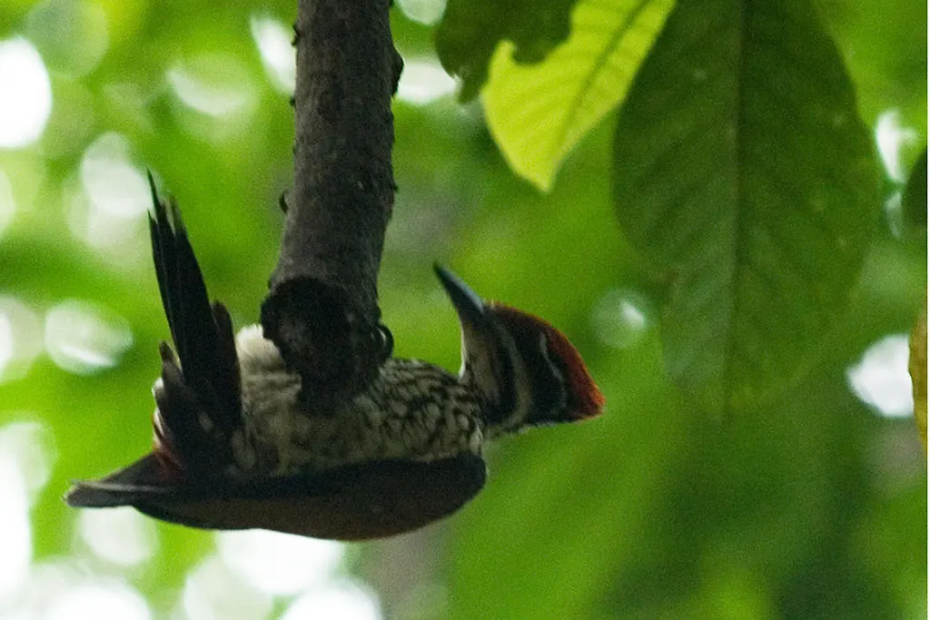 ****  Vythiri Resort India